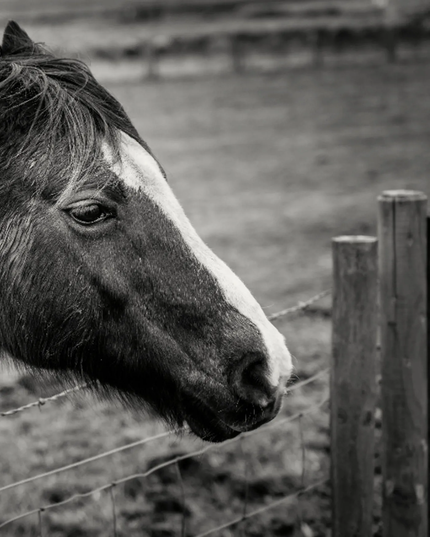 A horse in profile, photographed in low winter light